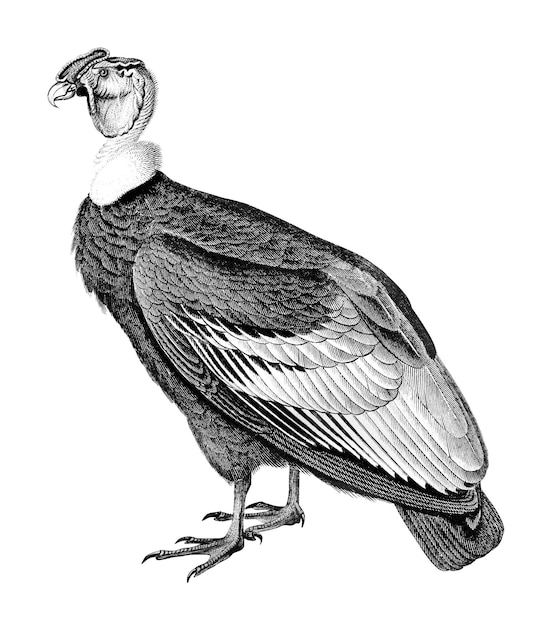 Vintage andean condor bird png remix de las obras de arte de Charles Dessalines Dorbigny