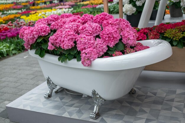 Vintage Badewanne gefüllt mit rosa Hortensie für den Frauentag