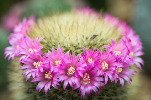 Vintage Bildton Makro weicher heller Ton von rosa Kaktusblüte