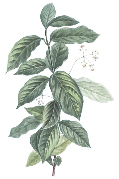 Vintage Blatt png botanischer durchsichtiger Hintergrund