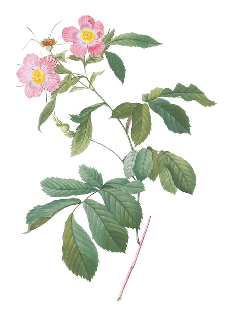 Vintage blühende alpine Rose durchsichtig png