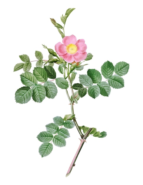 Vintage blühende Sweetbrier Rosenstrauch durchsichtig png