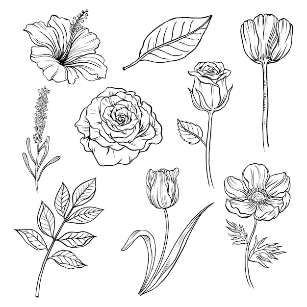 Vintage Blumen png Clipart schwarze botanische Illustrations-Sammlung