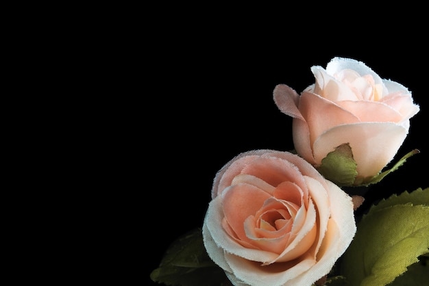 Vintage Blumenstilrosa Rose und weiße Rose auf schwarzem HintergrundMakrobildStillleben im Studio