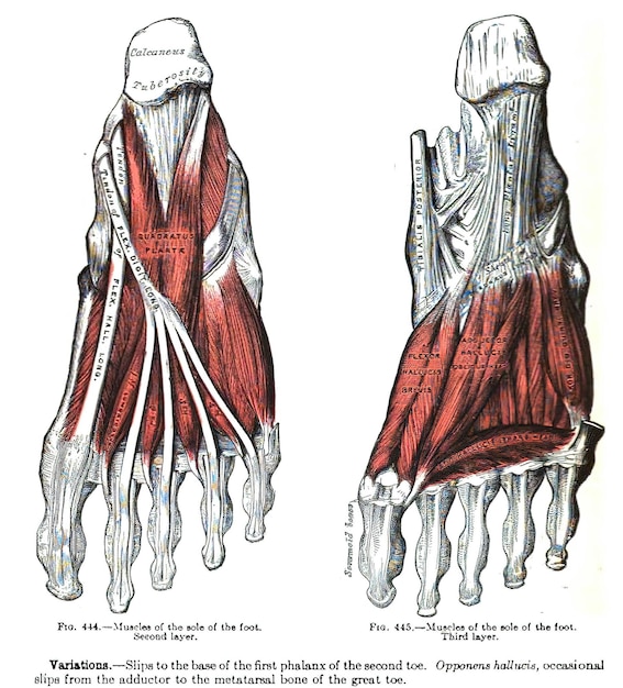 Vintage-Buchseite mit einer Illustration der Fußanatomie