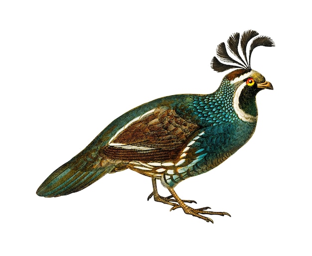 Vintage california quail bird png remix de obras de arte de Charles Dessalines Dorbigny