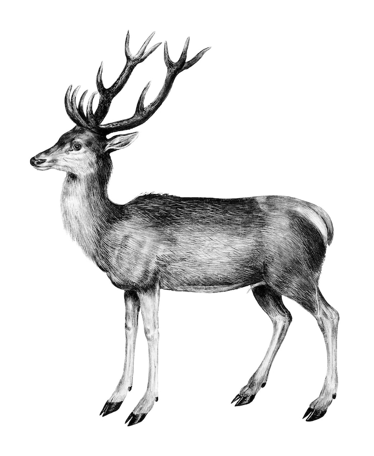 Foto vintage-dier-illustration