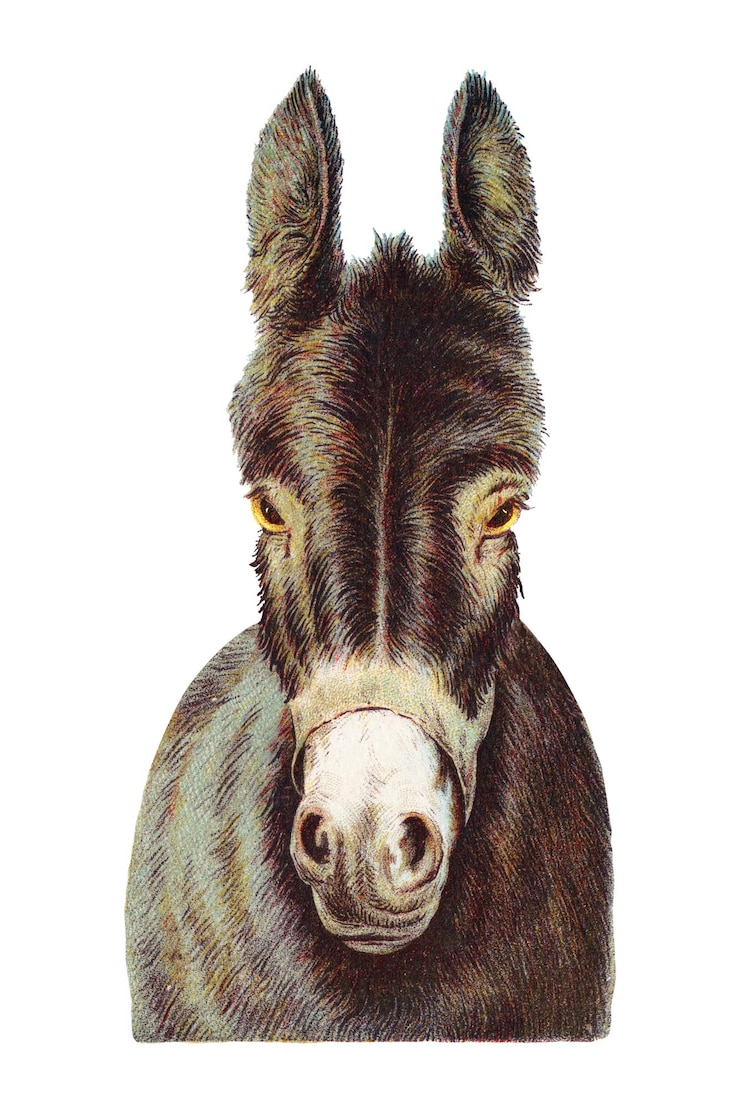 Foto vintage donkey png ilustração de animal em fundo transparente remixed by rawpixel