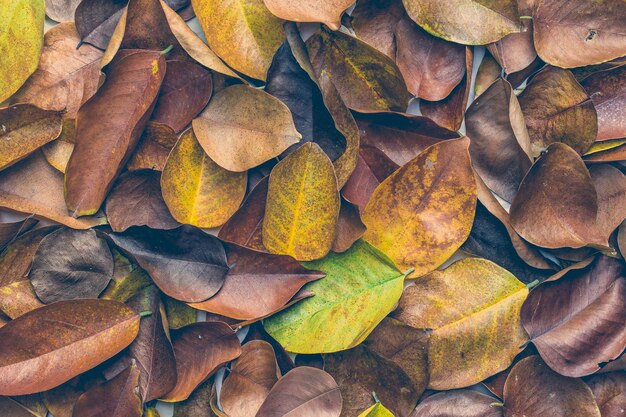 Vintage-Farbton Stapel trockener Blätter im Herbst-Hintergrund