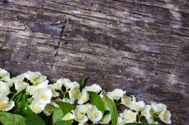 Vintage-Farbtonkonzept Jasminblüte