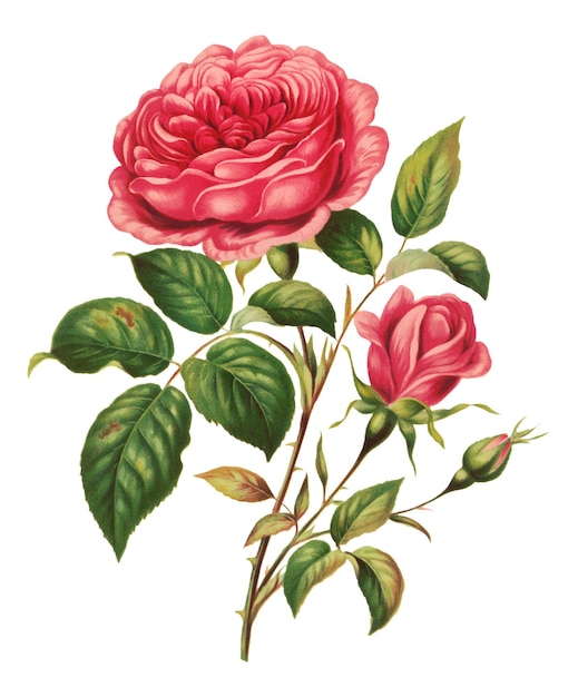 Vintage flor de rosa botânica png ilustração remix de obras de arte por L Prang Co