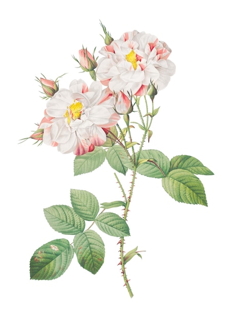 Vintage floreciendo varias rosas transparentes png