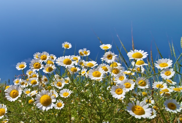 Vintage flores de manzanilla silvestres sobre fondo de cielo azul