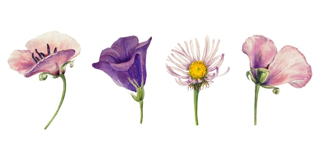 Vintage flores silvestres png ilustración conjunto de pegatinas florales remezclado de las obras de arte de Mary Vaux Walcott
