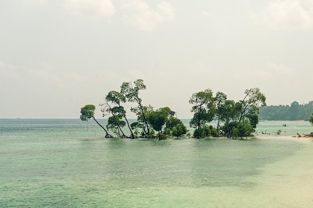 Vintage Foto von riesigen Baum im Meerwasser am Strand. Die Havelock-Insel der Andamanen und Nikobaren. Indien. schöne Bäume am Strand
