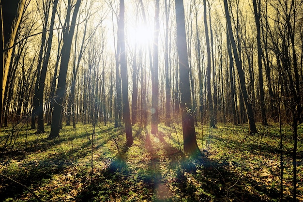 Vintage Frühling Wald Bäume Natur grün Holz Sonnenlicht Hintergründe Himmel