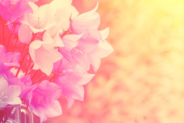 Vintage Harebell Blumen Blumenstrauß aus Sommerblumen natürlichen Hintergrund Pastellfarbe
