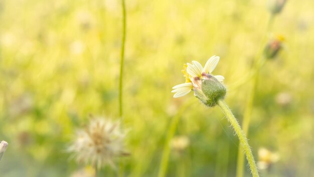 Vintage-Hintergrund kleine Blumen Natur schöne Tonierung Design Frühling Natur Sonne Pflanzen Sommerferien Idee