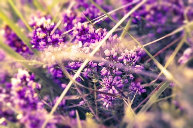 Vintage Hintergrund kleine lila Blumen. Natur schön, tonendes Design Frühlingsnatur.