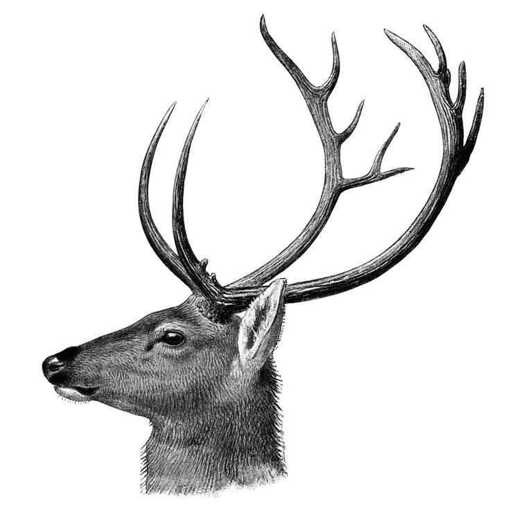 Foto vintage hirsch png aufkleber tierillustration transparenter hintergrund mehr digital verbessert aus unserer eigenen 1900er ausgabe des buches the great and small game von richard lydekker
