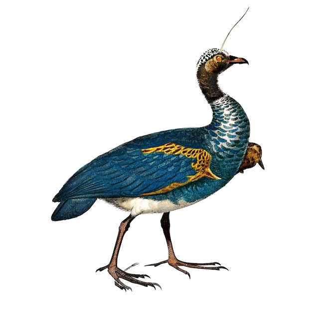 Vintage horned screamer bird png remix de obras de arte de Charles Dessalines Dorbigny