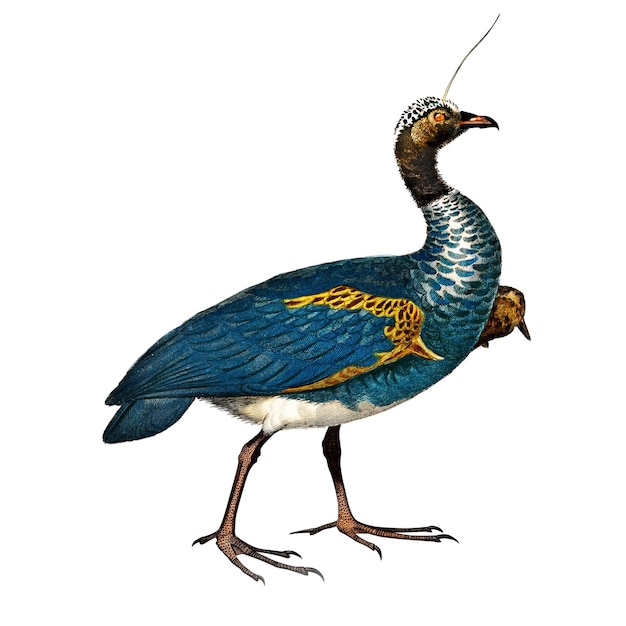 Vintage horned screamer bird png remix de obras de arte de Charles Dessalines Dorbigny