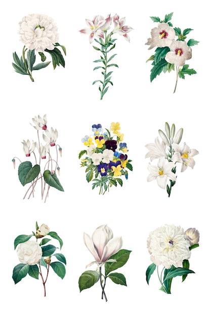 Vintage-Illustrationen mit weißen Blumen