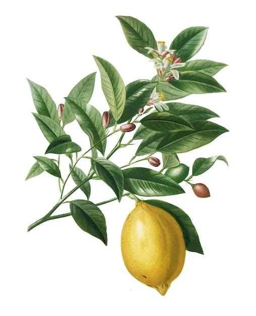 Vintage lemon png plant remix de obras de arte de Charles Dessalines Dorbigny