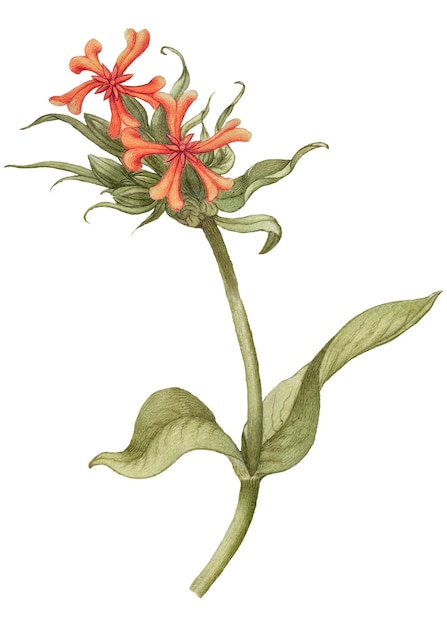 Vintage maltesische Kreuzblume png-Illustration Blumenzeichnung