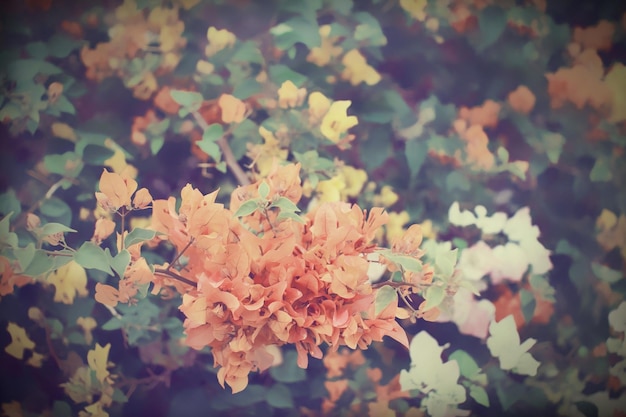 Vintage orange Bougainvillea blüht im Garten