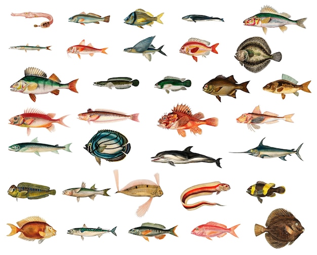 Vintage-PNG-Fischset-Remix aus Kunstwerken von Charles Dessalines Dorbigny