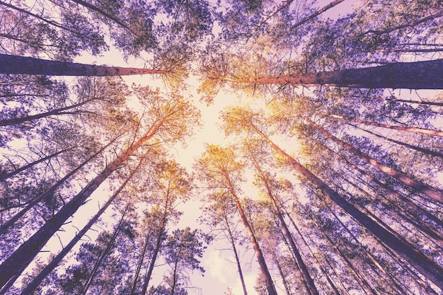 Vintage-Rahmen von Bäumen bei Sonnenuntergang im Frühjahr Malerische Naturlandschaft Kiefernwald am Abend Perspektivische Ansicht Kiefern gegen einen Sonnenuntergang Himmel mit der Sonne Ansicht von unten Waldlandschaft