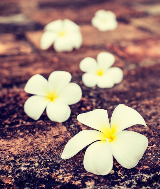 Vintage-Retro-Effekt gefiltertes Reisebild im Hipster-Stil von Frangipani-Plumeria-Spa-Blumen auf Steinen