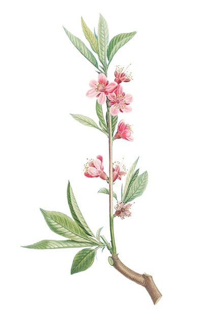 Vintage rosa Blütenzweig durchsichtig png