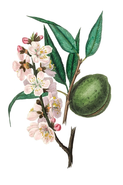 Vintage rosa Mandelnblüten schneiden png-Illustration