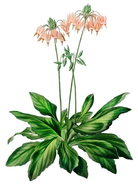 Vintage Shooting Star Flower png-Remix aus Kunstwerken von Charles Dessalines Dorbigny