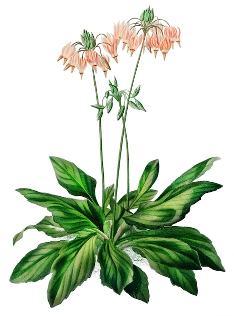 Vintage Shooting Star Flower png-Remix aus Kunstwerken von Charles Dessalines Dorbigny