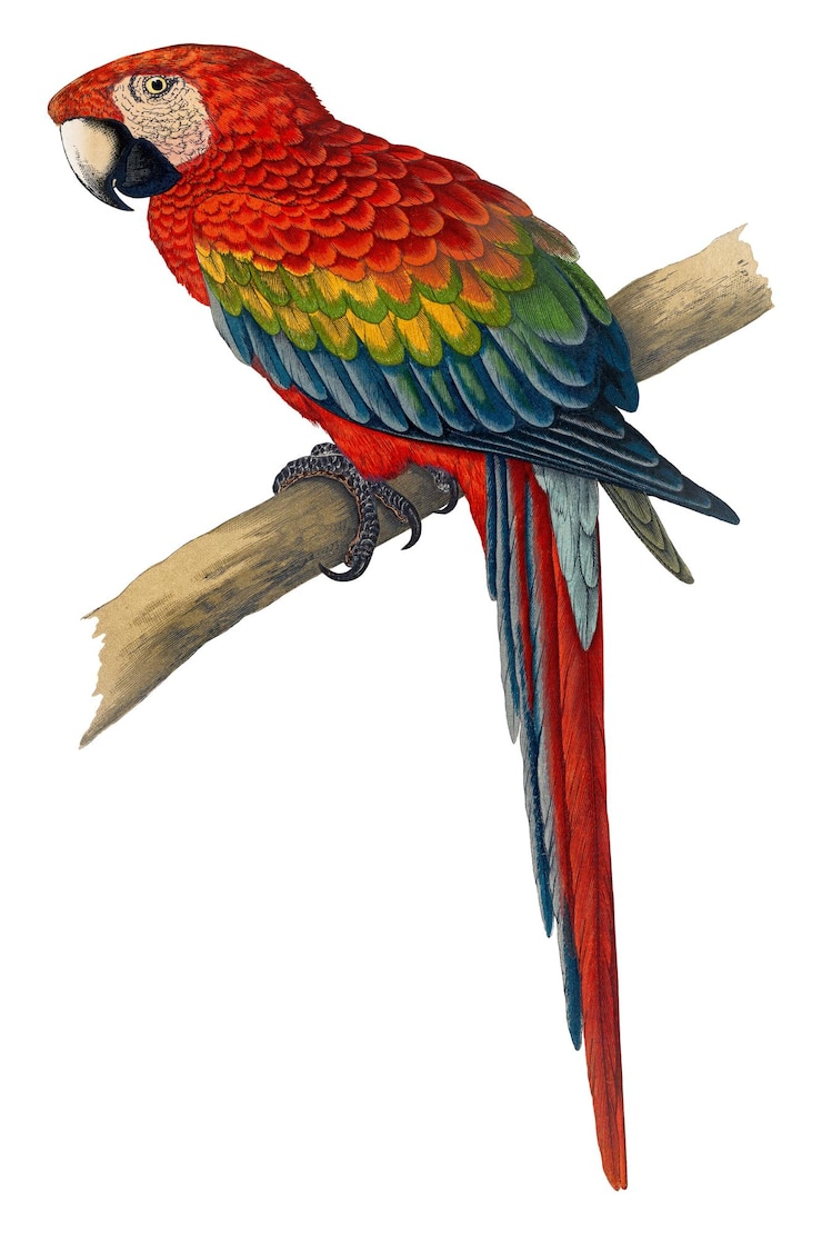 Foto vintage vogel png roter und blauer aras durchsichtiger hintergrund remix von rawpixel