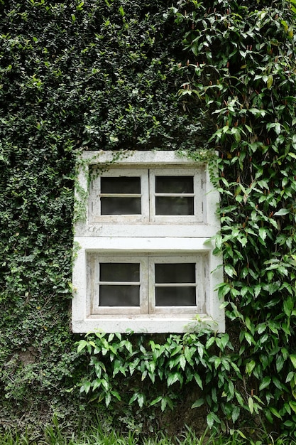 Vintage-weißes Fenster auf Efeu-grünem Wandhintergrund