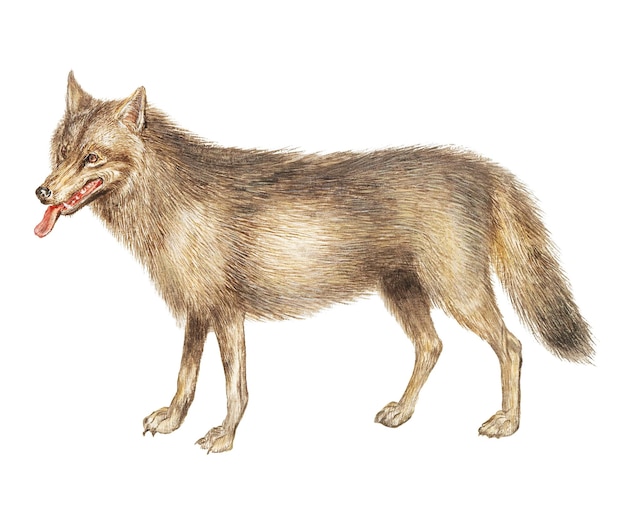Vintage-Wolf-Illustration