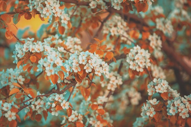 Vintage-Zweig einer blühenden Birne im Obstgarten Frühlingsnaturhintergrund