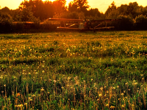 Vintages Flugzeug auf Sommerfeldhintergrund