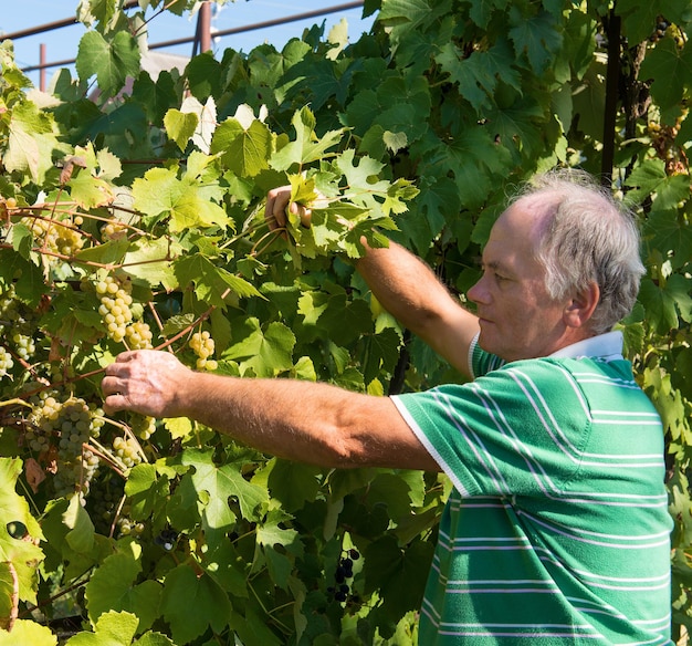 Vintner colhendo um cacho de uvas verdes em um vinhedo