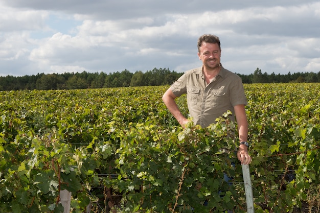 Vintner examinando as uvas durante a safra