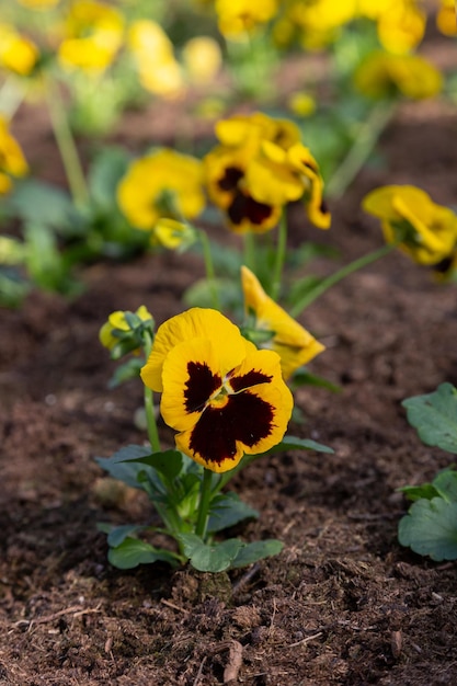 Viol-Stiefmütterchen gelb mit schwarzer Blume, die auf dem Boden wächst