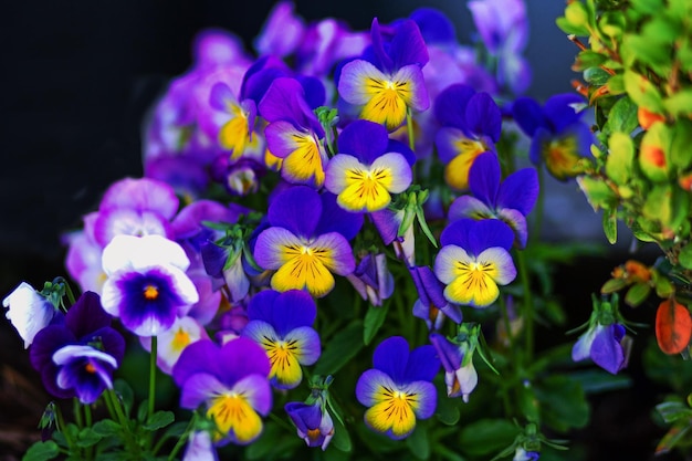 Viola azul y amarilla en macizo de flores