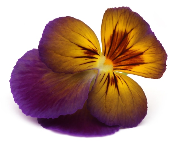 Viola-Blume auf weißem Hintergrund