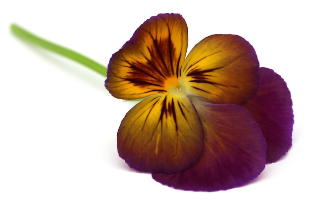 Viola-Blume auf weißem Hintergrund