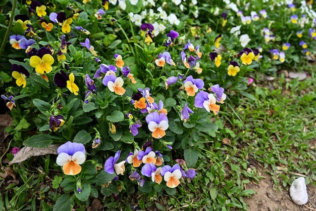 Viola cornuta en el jardín