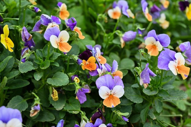 Viola cornuta no jardim